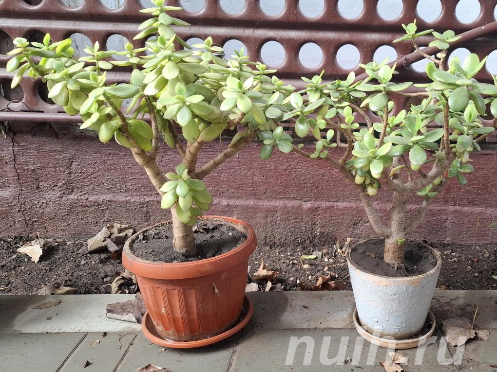 Продам 2 денежных дерева,