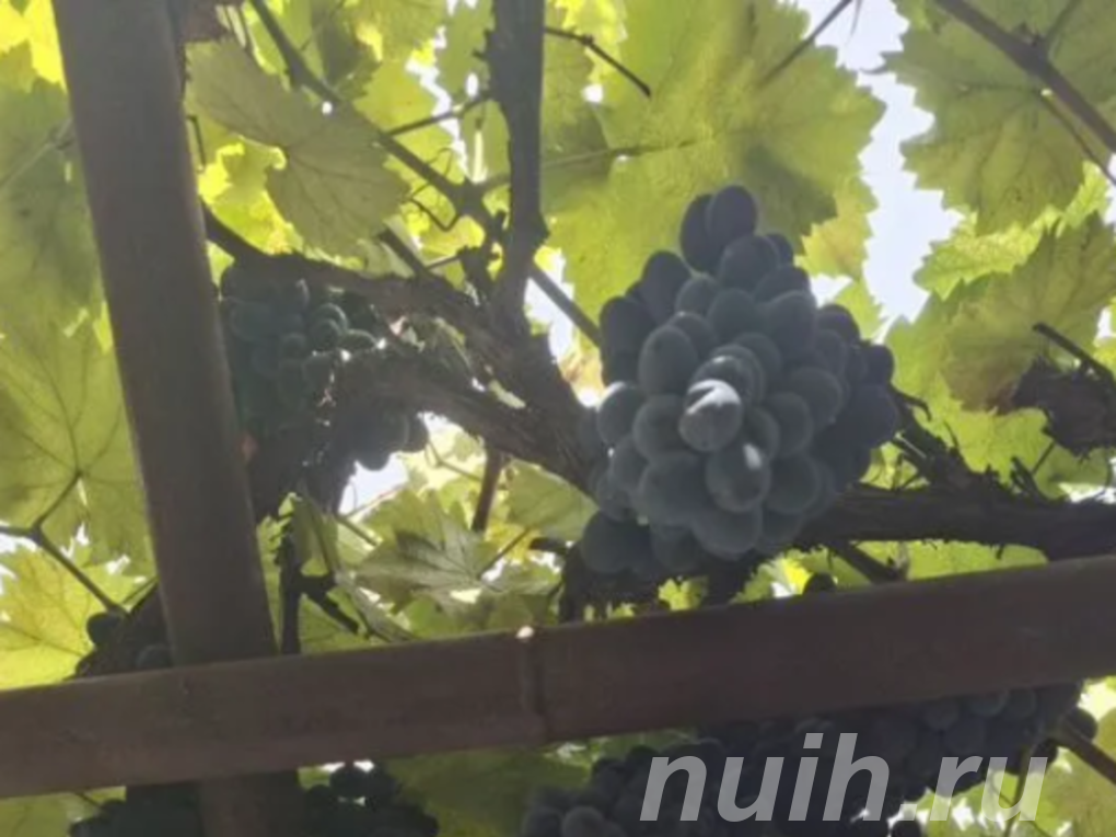 Продам Саженцы винограда,
