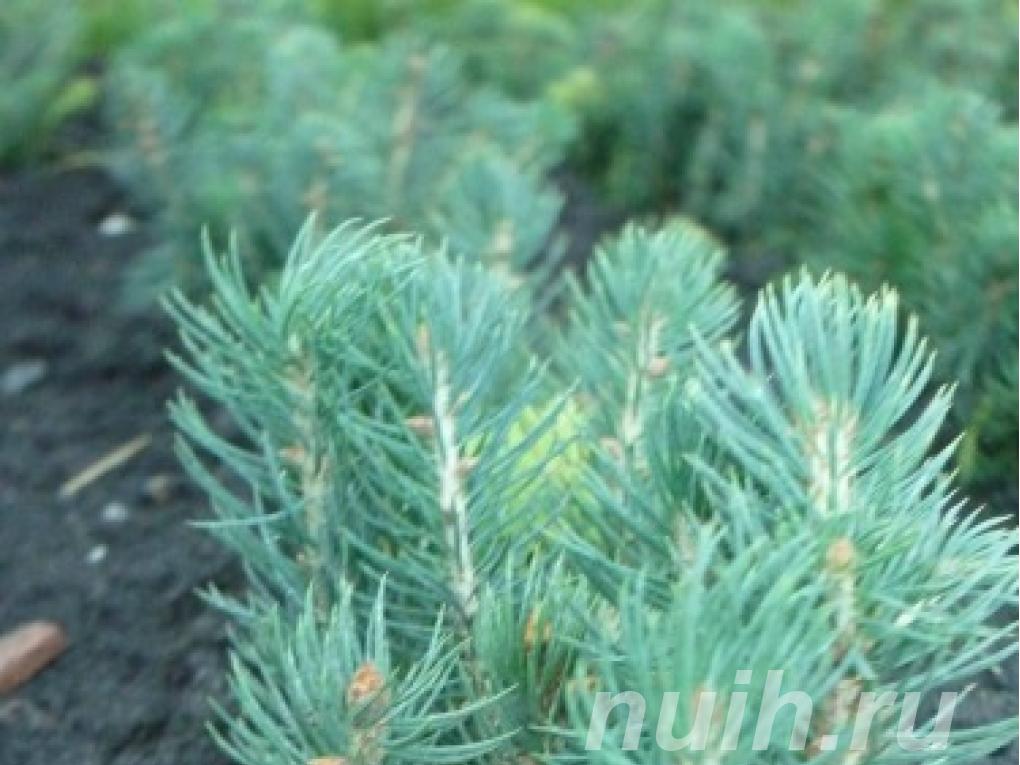 Сеянцы, саженцы хвойных растений из питомника,