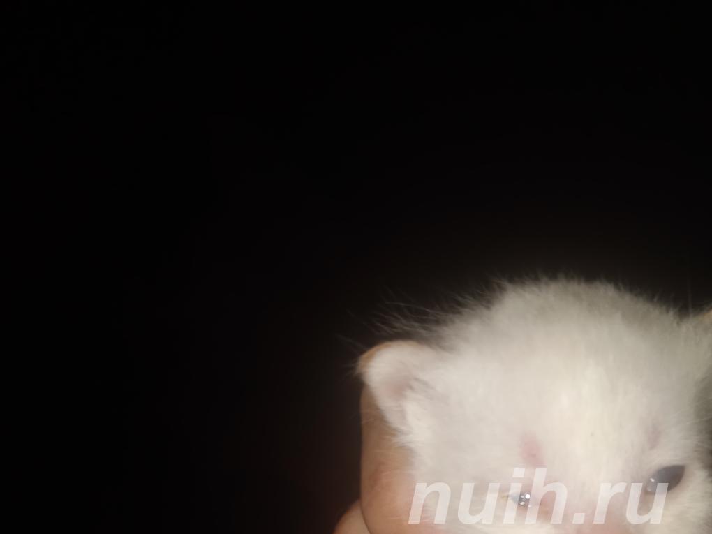 Отдам в хорошие руки котят-игрунчиков,